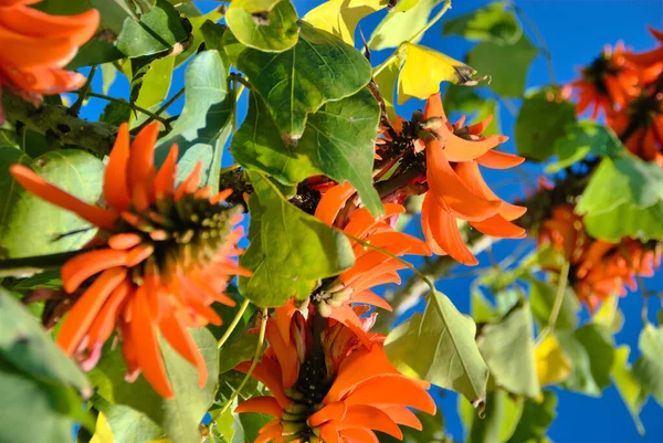 Żywe Pomarańczowy Kolor Drzewa Koralowego Kwitnące Przeciwko Żywy Niebieski Jasne — Zdjęcie stockowe
