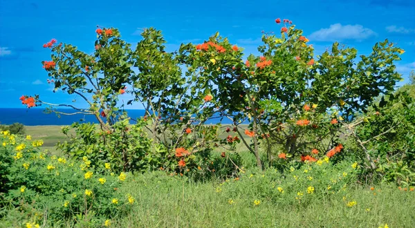 Vivid Orange Color Coral Tree Flower Blooming Vibrant Blue Clear — Stock Photo, Image