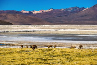 Altiplano 'da otlayan Vicunalar, Atacama Çölü, Şili