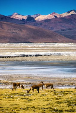 Altiplano 'da otlayan Vicunalar, Atacama Çölü, Şili