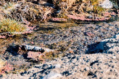 And Dağları 'ndaki nehir ve su bitkileri 4500 metrede.