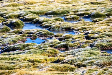 Antlardaki kayalıklarda 4500 metre yükseklikteki Mossbed 'ler bulundu.