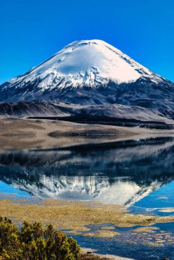 Parinacota volkanı (6342 m), Lauca Ulusal Parkı, Şili 'de gölde yansıtılır.