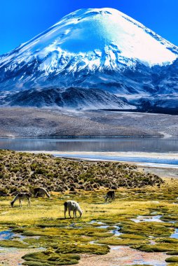 Chungara Gölü kıyısında Şili 'nin kuzeyinde, Parinacota Volkanı' nın tabanında otlayan Alpaca (Vicugna pacos).