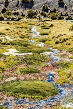 Yeşil bir çayırda akarsu. Lauca Ulusal Parkı. Arica y Parinacota Bölgesi. Şili.