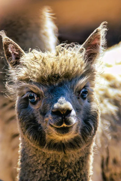 ลปาก Lamas และ Alpacas ยมมากในโบล ยและเปร าหร บขนส และเน ของพวกเขา — ภาพถ่ายสต็อก
