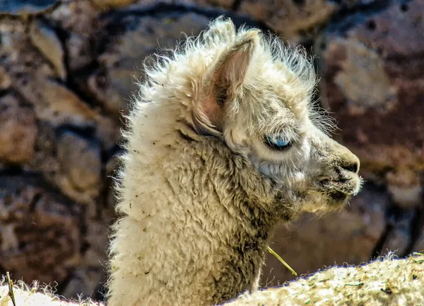 Retrato Uma Alpaca Lamas Alpacas São Muito Populares Bolívia Peru — Fotografia de Stock