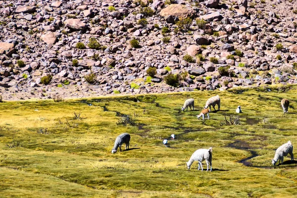 Llamas Alpacas Βόσκηση Ένα Paddock Πορεία Ενός Ποταμού Εύφορη Κοιλάδα — Φωτογραφία Αρχείου