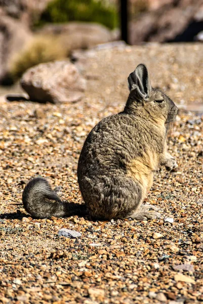 Viscacha Lagidium Peruanum Oldalnézet Sziklákon Parque Nacional Lauca Észak Chile — Stock Fotó