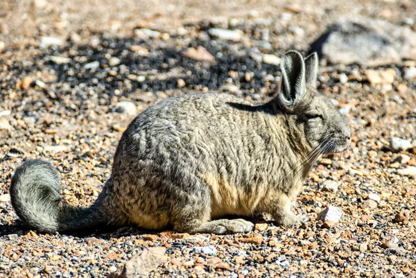 Viscacha Lagidium Peruanum Seitenansicht Auf Felsen Parque Nacional Lauca Nordchile — Stockfoto