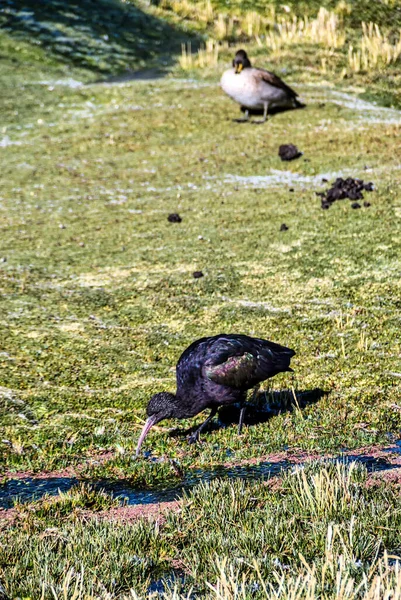 Ibis Parinacota Gebiet Lauca Nationalpark Chile Südamerika — Stockfoto