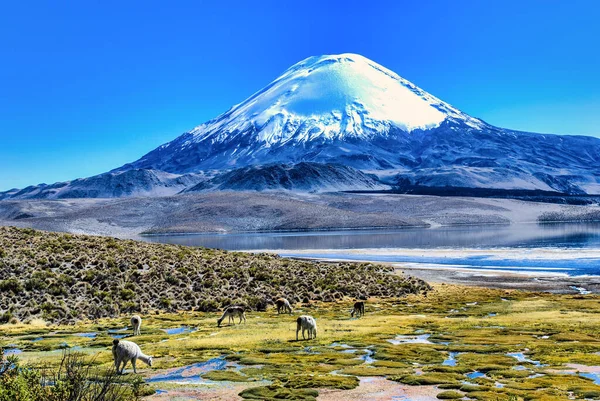 Chungara Gölü kıyısında Şili 'nin kuzeyinde, Parinacota Volkanı' nın tabanında otlayan Alpaca (Vicugna pacos).