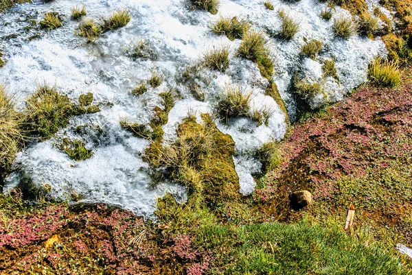 Snow Grass Lauca National Park Arica Parinacota Region Chile — Stock Photo, Image