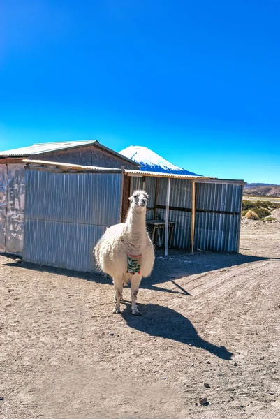 Lama Domesticada Deserto Atacama Norte Grande Chile — Fotografia de Stock