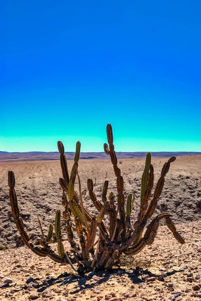 Cactus Atacama Woestijn Bij Atacama Stad San Pedro — Stockfoto