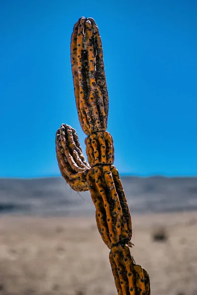 Κάκτος Στην Έρημο Atacama Κοντά Στην Πόλη Atacama Του San — Φωτογραφία Αρχείου