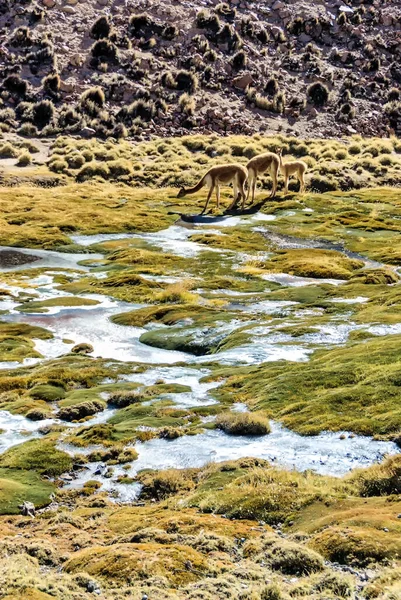 Vicuna Stádo Atacama Highlands Mokřady Bažiny Podhůří Hory — Stock fotografie