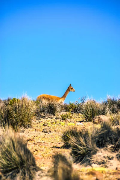 Αγέλη Vicuna Υδροβιότοπο Των Highlands Atacama Στους Πρόποδες Των Βουνών — Φωτογραφία Αρχείου