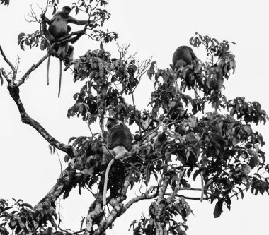 Kinabatangan Nehri kıyısındaki ağaçta bulunan Proboscis Maymun sürüsü, Sabah, Malezya Borneo.