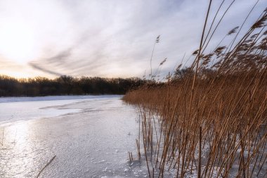Noordhollands Duinreservaat, Hollanda Kıyı Bölgesi, Hollanda