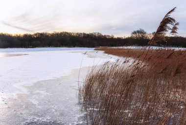 Noordhollands Duinreservaat, Hollanda Kıyı Bölgesi, Hollanda