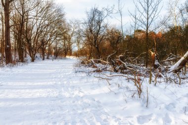 Soğuk bir kış günü, karlı bir ormanda yol taze kar yağışlı.