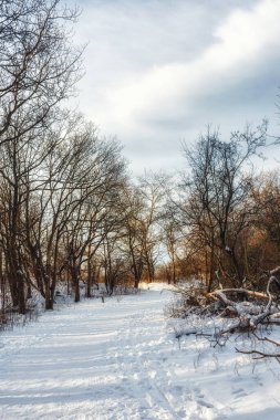 Soğuk bir kış günü, karlı bir ormanda yol taze kar yağışlı.