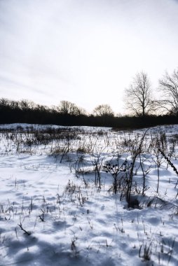 Hollanda Doğa Rezervi, Kuzey Hollanda, Hollanda 'da Kış