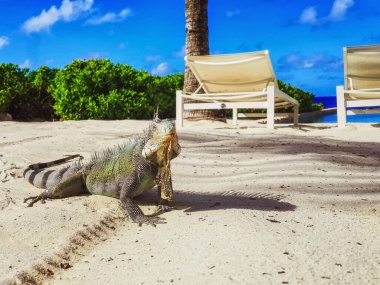 Yeşil bir iguana (iguana iguana), Curacao 'da