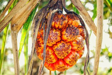 Tam olgunlaşmış bir Pandanus meyvesi. Avustralya 'da Queensland' ın ıslak tropikal kıyı bölgelerinde bir ağaçta yetişir. Pandanus ağaçları kültürel, sağlık ve Pasifik bölgesinde ekonomik öneme sahiptir..