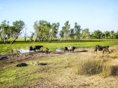 Bamurru Plains Lodge 'daki Water Buffalos, Kuzey Bölgesi, Avustralya