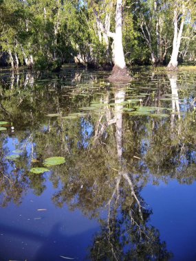 Teyit edilen Billabong, Avustralya 'nın Kuzey Toprakları' ndaki Mary Nehri Bataklıkları 'nın bir parçasıdır.