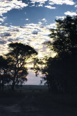 Teyit edilen Billabong, Avustralya 'nın Kuzey Toprakları' ndaki Mary Nehri Bataklıkları 'nın bir parçasıdır.