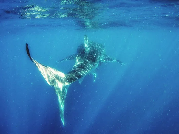 Tiburón Ballena Rhincodon Typus Ningaloo Marine Park Australia Occidental — Foto de Stock