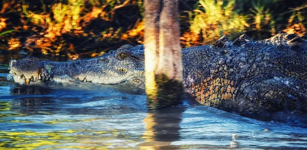 Sósvízi Krokodil Torkolati Krokodil Crocodylus Porosus Ausztrália Északi Terület Mary — Stock Fotó