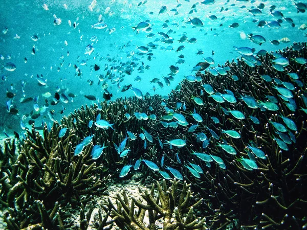 Korallrev Fiskar Över Korall Vid Cape Range National Park Nära — Stockfoto