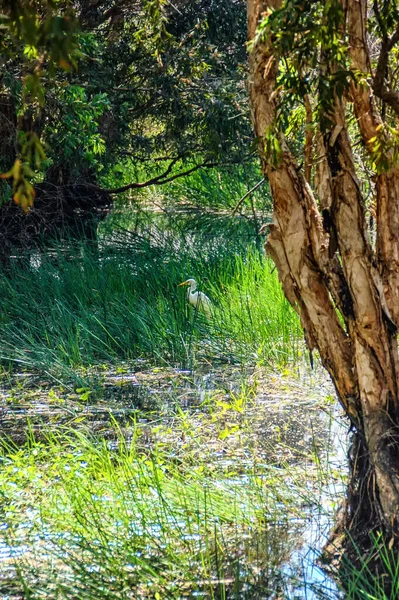 澳大利亚北部卡卡杜国家公园玛丽河湿地边缘的大白鹭 — 图库照片