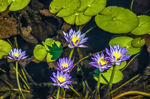 Waterlilly Flowering Northern Territory Australia — Stock Photo, Image