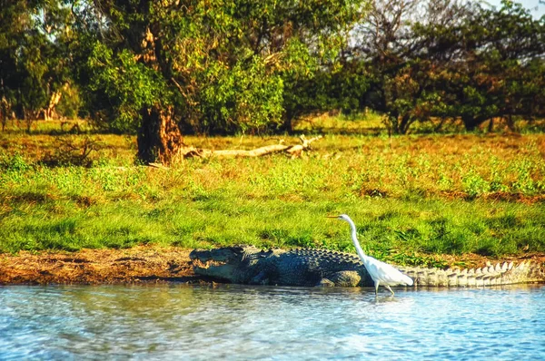 淡水クロコダイル Crocodylus Johnstonii とグレートホワイトヘロン 英語版 メアリー川湿地にある オーストラリア北部準州メアリー川国立公園 — ストック写真