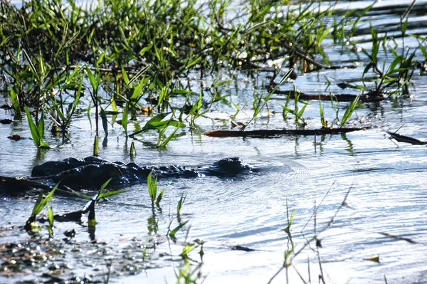 Crocodilo Água Doce Nas Planícies Bamurru Território Norte Austrália — Fotografia de Stock