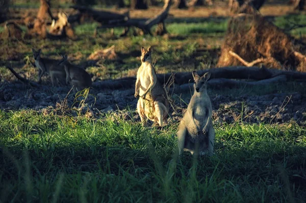 Wallabies Αγρό Αγρότη Κοντά Στο Εθνικό Πάρκο Kakadu Βόρεια Piεριοχή — Φωτογραφία Αρχείου