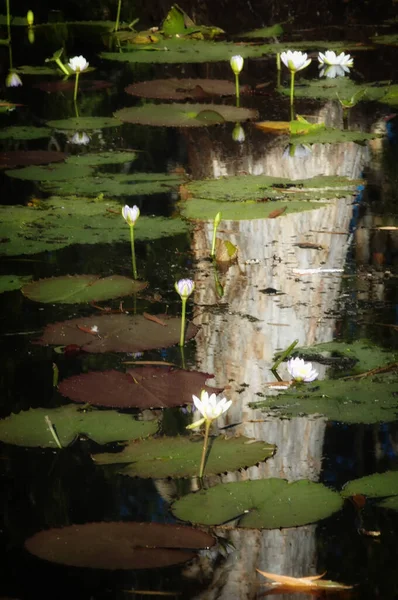 澳大利亚北部地区的水百合开花 — 图库照片