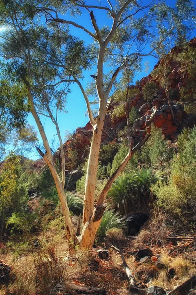 Kanion Królów Część Parku Narodowego Watarrka Terytorium Północne Australia — Zdjęcie stockowe