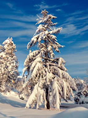 Schwarzwaldhochstrasse, Almanya, Baden-Wuerttemberg, Kara Orman 'da karla kaplı bir arazide tek bir ağaç.,