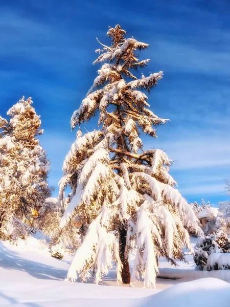 Single tree in a snow covered landscape at the Schwarzwaldhochstrasse, Germany, Baden-Wuerttemberg, Black Forest,