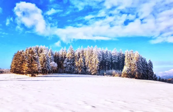 Tajemniczy Mały Zimowy Las Pod Dramatycznym Niebem Zachodu Słońca — Zdjęcie stockowe