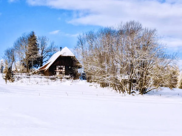 Schneebedeckte Tannen Und Eine Hütte Südschwarzwald Baden Württemberg Deutschland Europa — Stockfoto