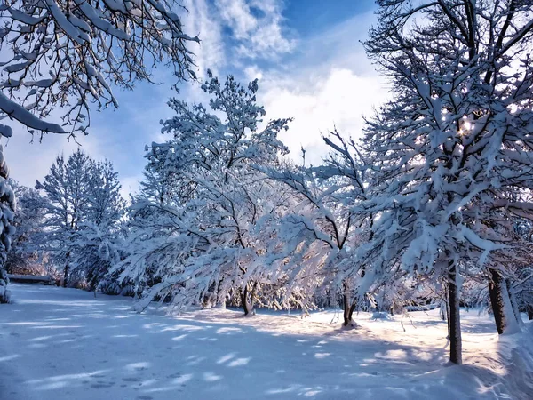 Floresta Árvores Abeto Coberta Neve Pôr Sol — Fotografia de Stock