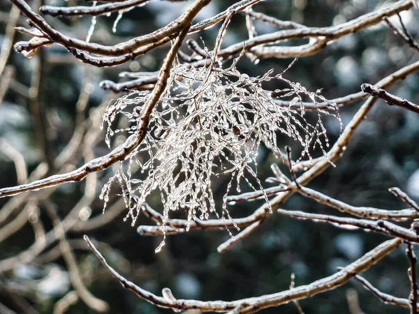 Close Van Bevroren Planten Tijdens Winter — Stockfoto