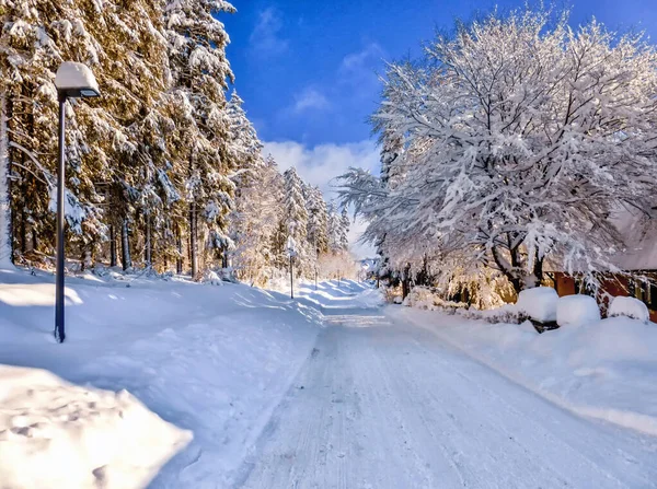 Floresta Negra Temporada Inverno Caminho Com Neve Árvores Com Sol — Fotografia de Stock